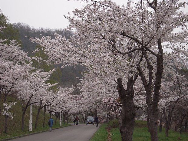 美唄の東明公園の桜は満開です A Soul Of North Wind 岡崎未千代